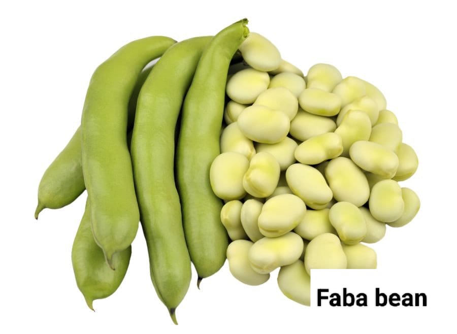 Seed